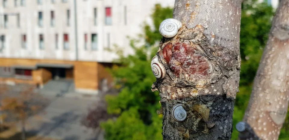 Small snails on a tree Stock Photos