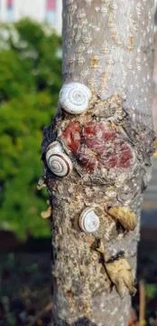 Small snails on a tree Stock Photos