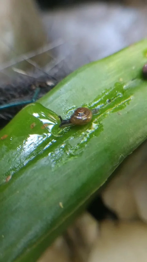 Small snails walk on leaves Stock Footage
