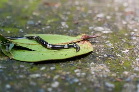 Small snake with black and white bands rests on green leaf Stock Photos