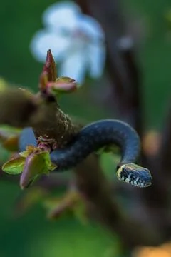 A small snake on a branch Stock Photos