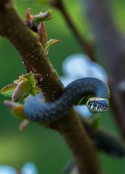 A small snake on a branch Stock Photos