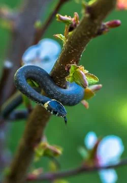 A small snake on a branch Stock Photos