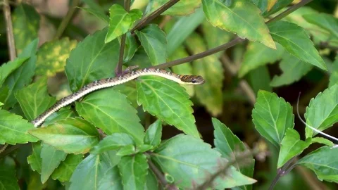 Small Snake at Bush Branch Stock Footage 80126107