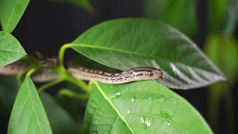 A small snake is crawling in green leaves. Cub of a boa constrictor or python 库存影片 157674581