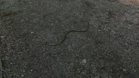 Small Snake Crawling on Rocky Ground Surface Stock Footage 315089129