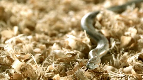 Small snake crawling through dry wood shavings Stock Footage 327052248