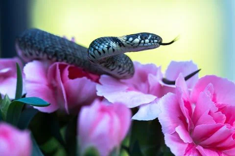 A small snake on a flower Foto stock