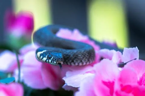 A small snake on a flower Stock Photos