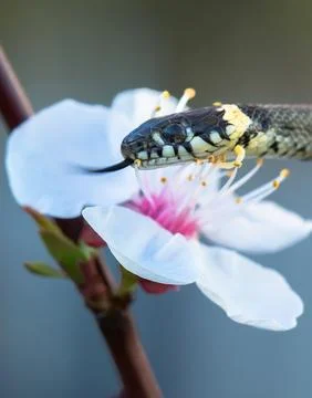 A small snake on a flower Stock Photos