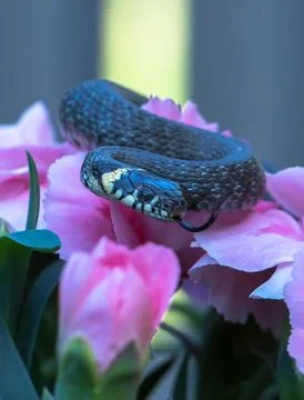 A small snake on a flower Stock Photos