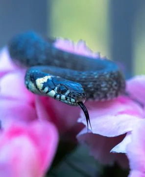 A small snake on a flower Stock Photos
