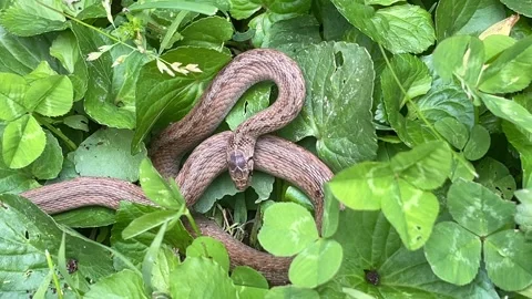 Small Snake in the Grass, Hidden in Clover Stock Footage 241524064