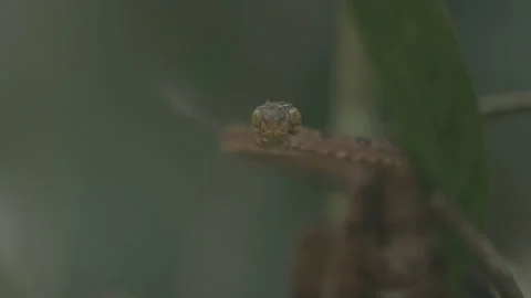 Small snake head staring at the camera Video stock 140017099