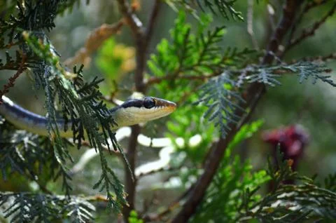 A small snake hiding under the canopy Stock Photos