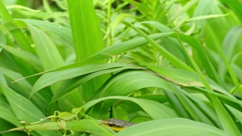 Small Snake in Lush Green Foliage with Tongue Flicker, Wildlife Close-up 스톡 동영상 336452464
