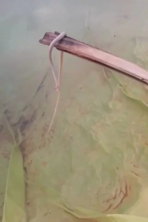 A small snake or reptile dangling from a stick held over an agricultural Stock Footage 343362040