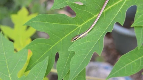 Small snake on papaya leaves 库存影片 259537055