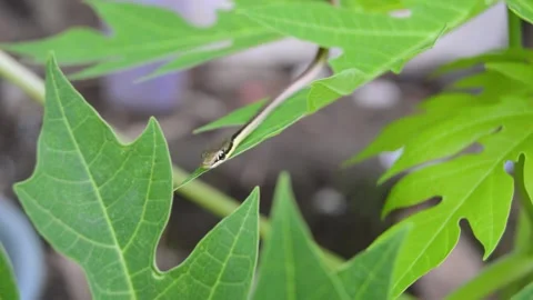 Small snake on papaya leaves 스톡 동영상 259537073