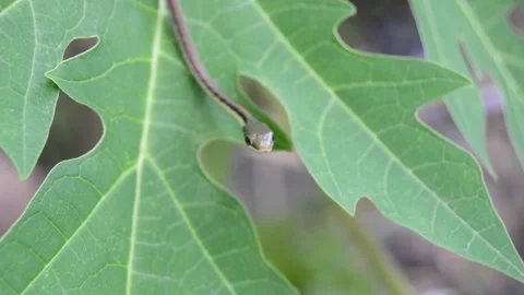 Small snake on papaya leaves 스톡 동영상 259537082