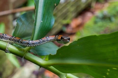 Small snake perches on green leafy stem Stock Photos
