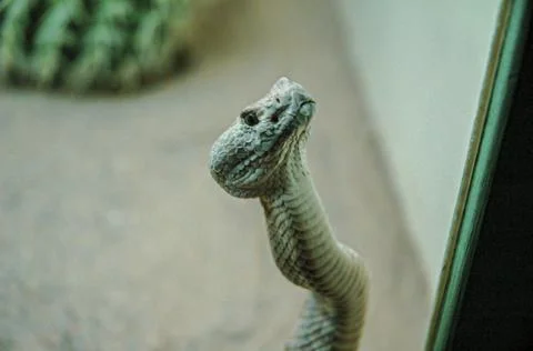 Small snake Stock Photos