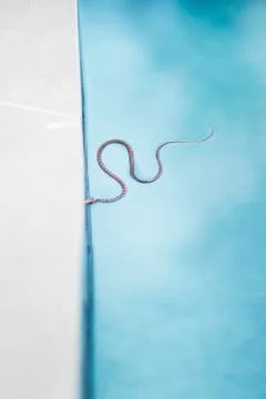Small snake in pool Stock Photos