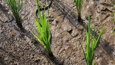 Small snake slithering between rice seedlings on muddy paddy soil. Stock Footage 325615738