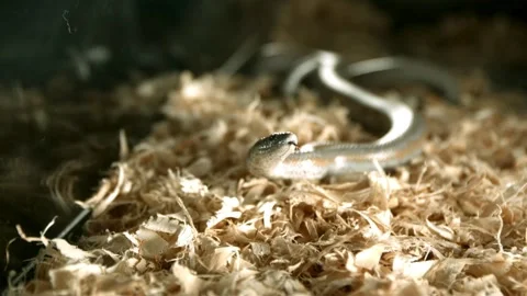 Small snake slithers through wood shavings slowly Stock Footage 326756802
