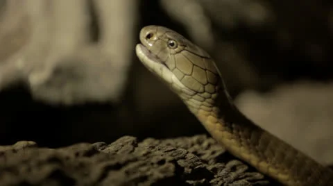 Small Snake Tasting The Air -ext Stock Footage 24374719