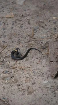 A small snake on the track Stock Photos