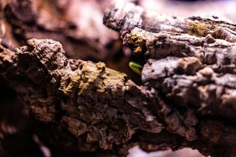 Small snake under a rock at the Outer Banks NC Stock Photos