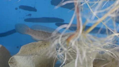 Small Snakehead Fish Resting on Rocks in Blue Aquarium Video stock 337095510