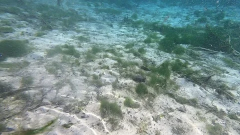 Small Snapping Turtle Gives Guy a Big Scare, Florida, USA - 21 Jul 2019 Stock Footage 205213524