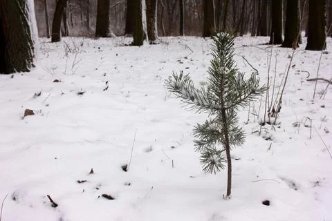 Small snow covered pine tree in the winter forest. Stock Photos