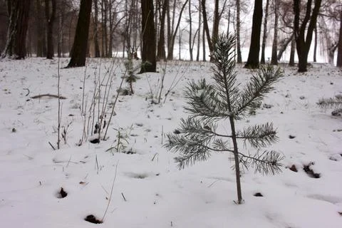 Small snow covered pine tree in the winter forest. Stock Photos