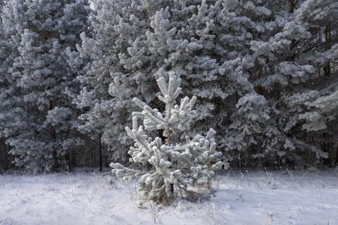 A small snow-covered pine tree in front of a pine forest wall Stock Photos
