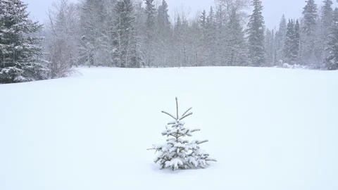 A small snow covered spruce tree is in a open field with heavy snow falling  Stock Footage 233028588
