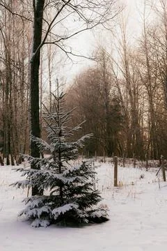 A small snow-covered spruce tree standing in a quiet winter forest. Stock Photos