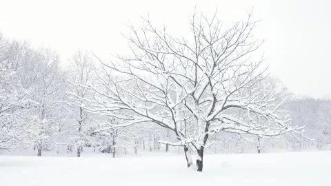 Small snow-covered tree growing in fresh deep winter snow Stock Footage 303256482