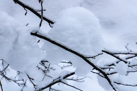 A small snowdrift on a tree branch Stock Photos