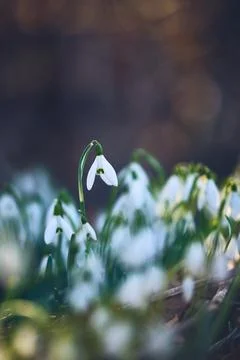 Small Snowdrops growing in sunset light Stock Photos