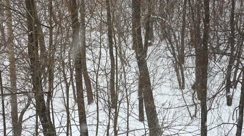 Small snowfall in the winter wood in cloudy day Stock Footage 46239374