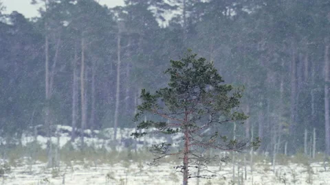 Small snowflakes flutter chaotically in the air like flies. Blurred background. Stock Footage 205091008