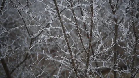 Small snowflakes stuck to a tree  Winter snow on the tree  Close-up_7 Stock Footage 71269600