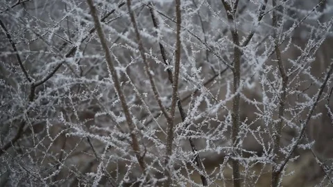 Small snowflakes stuck to a tree  Winter snow on the tree  Close-up_8 Stock Footage 71269957