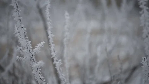 Small snowflakes stuck to a tree  Winter snow on the tree  Close-up o Stock Footage 71270195