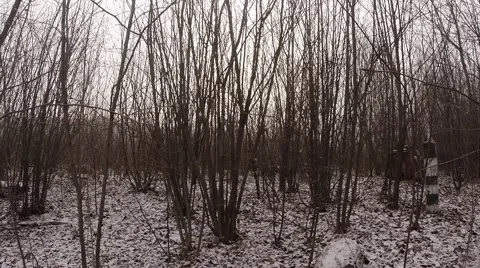 Small Snowing in The Thickets of Small Trees Near The Town Stock Footage 59758556