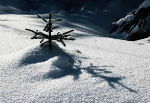 A small snowy tree with a shadow Stock Photos