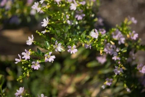 Small Soft Pink False heather Flower Stock Photos
